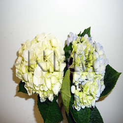 hydrangea assorted flowers